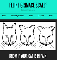 Feline Grimace Scale